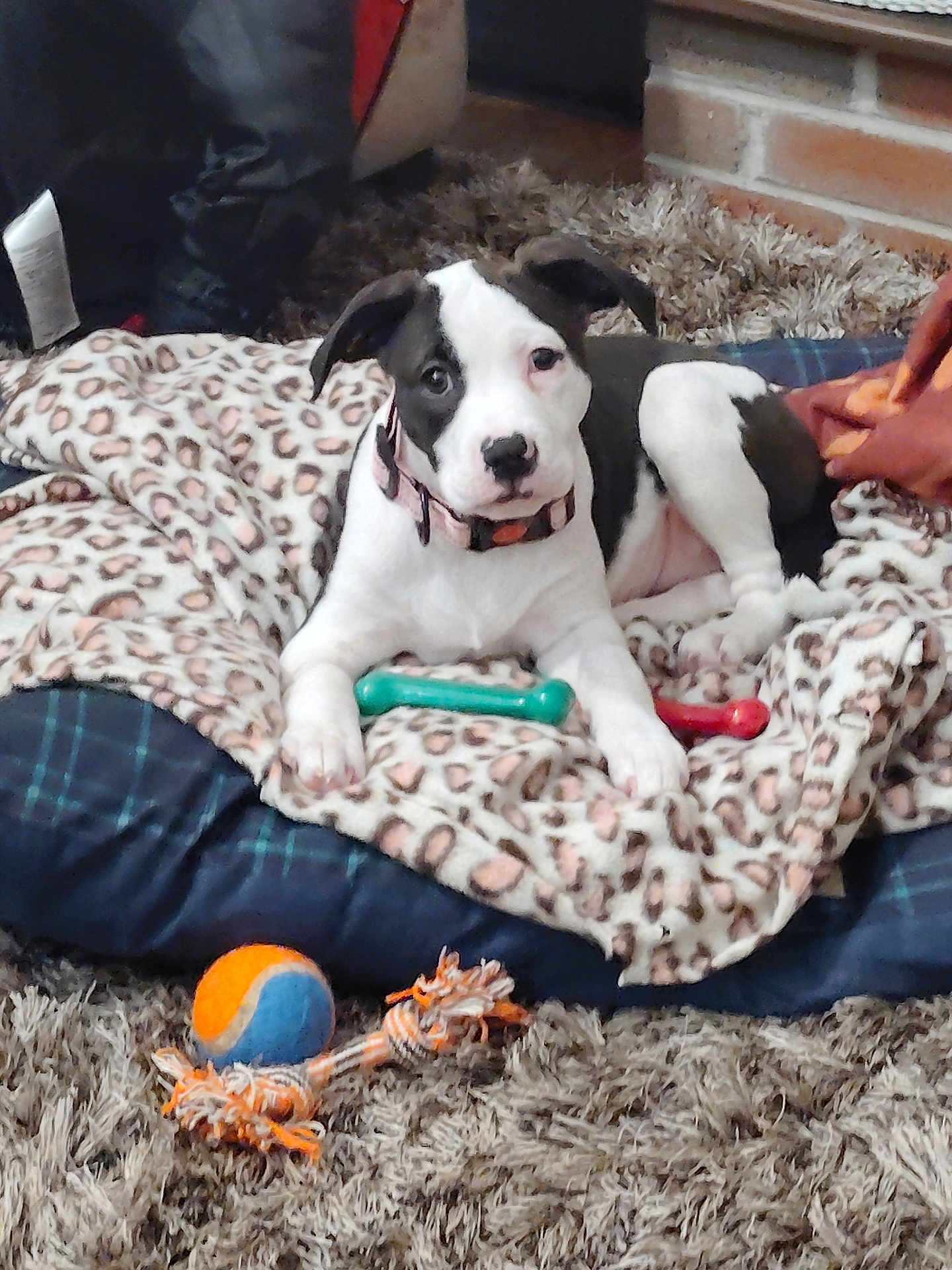 Kali joined the competition — help win amazing prizes! puppy, dog, pet, blanket, dog_bed, toy, ball, rope_toy, carpet, indoor, black_and_white, collar, fur, cute, animal, relaxing, looking, ears, floor, cozy