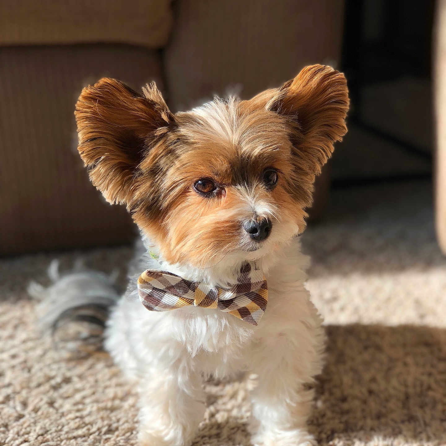 Charlie is registered to the contest to win money with this photo: adorable, animal, bow_tie, brown, carpet, companion, cozy, cute, dog, ears, fluffy_fur, furry, home, indoor, pet, plaid, portrait, small_dog, sunlight, white
