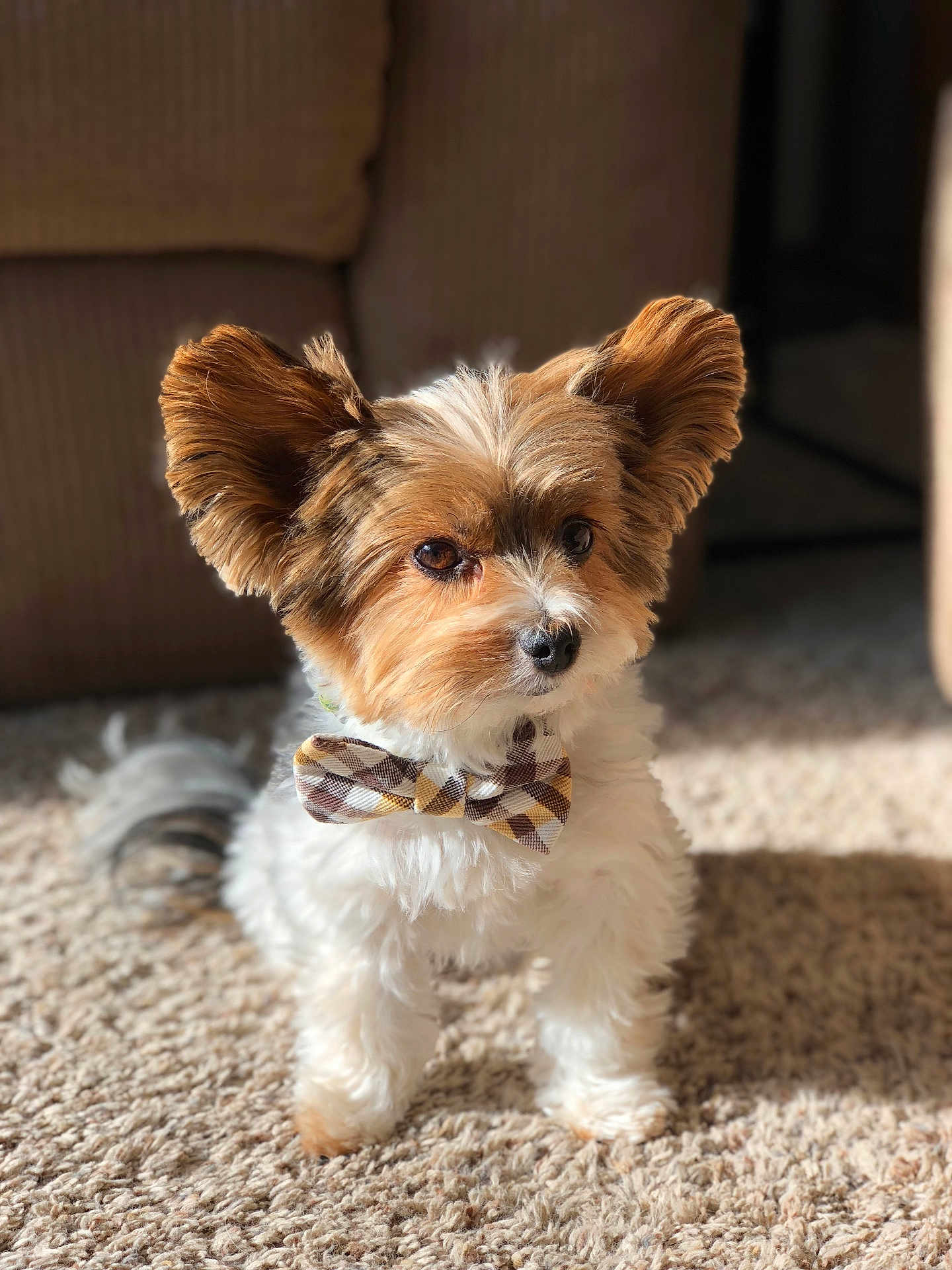 Charlie is registered to the contest to win money with this photo: dog, small_dog, fluffy_fur, bow_tie, carpet, indoor, ears, pet, cute, brown, white, plaid, cozy, sunlight, portrait, animal, companion, furry, home, adorable