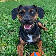 Touki participe au concours pour gagner de l'argent avec cette photo : ball, black_coat, brown_coat, close_up, dog, fence, front_paws, grass, happy, harness, laying_down, outdoors, park, pet, play, portrait, puppy, smile, tongue, toy