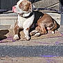animal, brown_and_white, canine, collar, curtain, daytime, dog, doormat, fur, lounge, outdoor, paws, pet, quiet, relaxed, resting, shadow, side_view, step, sunlight