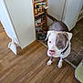 Scott joined the competition — help win amazing prizes! brown_and_white, cabinet, collar, corner, curious, dog, domestic_animal, dustpan, flooring, home, household, indoor, kitchen, looking_up, pet, spice_rack, standing, tile_floor, wall, wooden_floor
