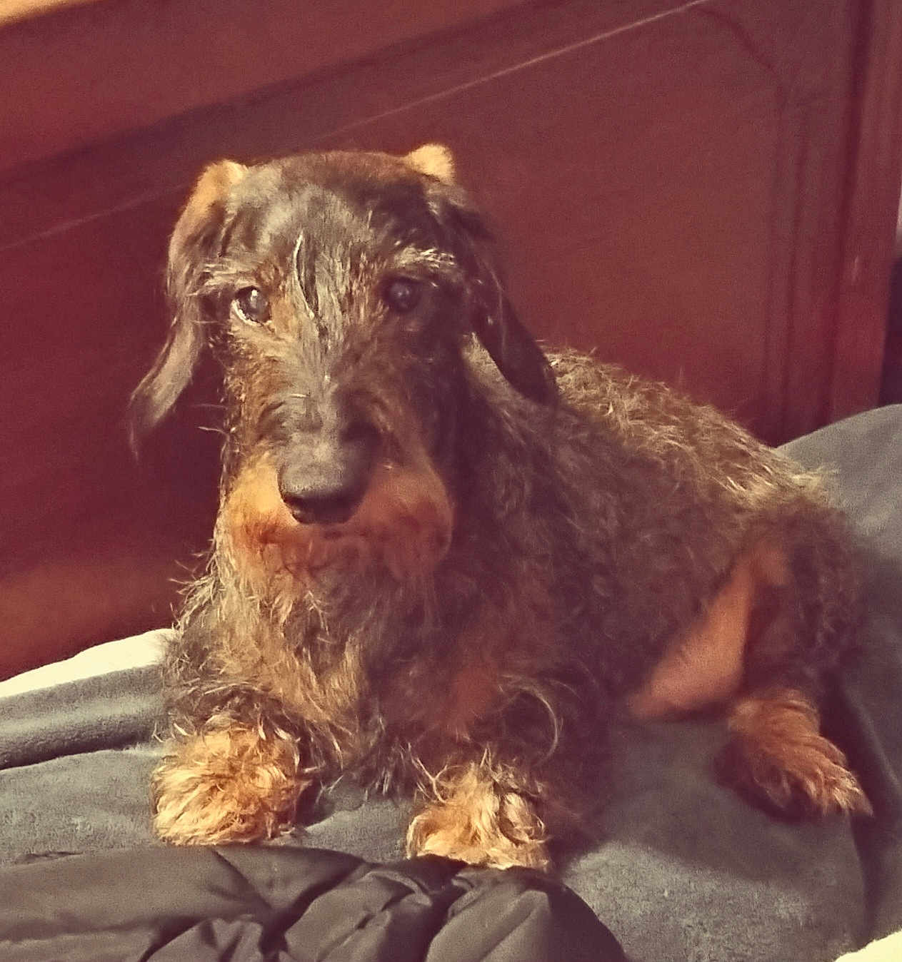 Hasko a rejoint le concours — aidez-le/la à gagner de superbes lots ! dog, wire_haired, dachshund, pet, fur, beard, whiskers, paw, snout, brown, small_dog, indoors, bed, blanket, wooden_headboard, portrait, cute, sitting, looking_at_camera, cozy