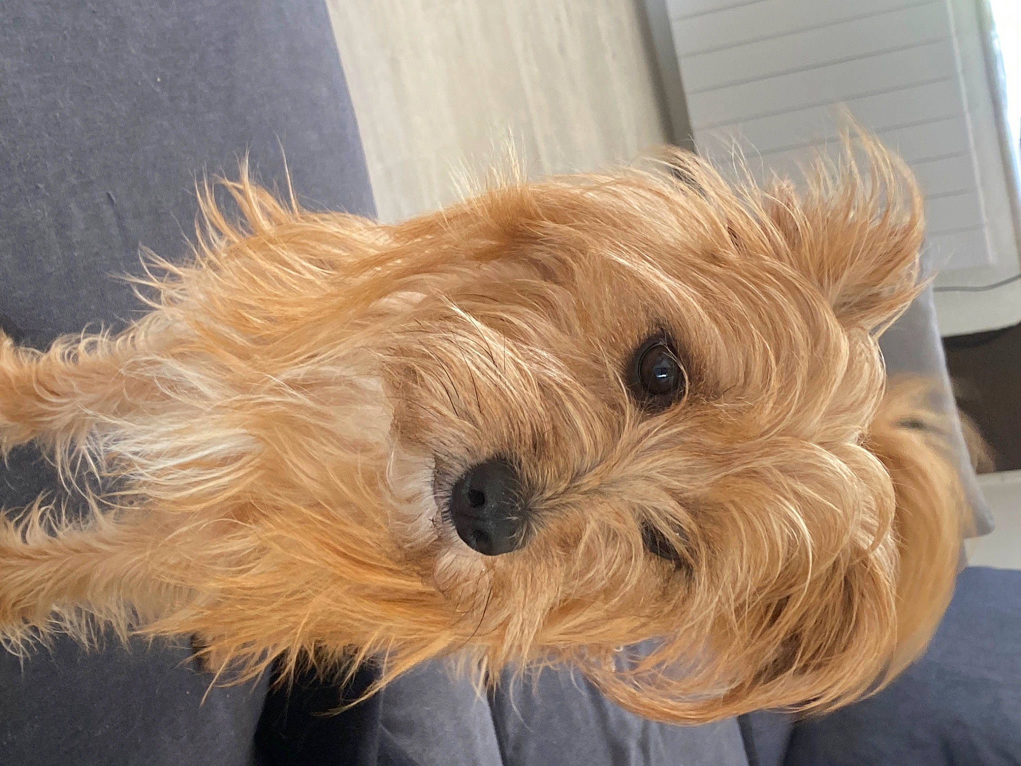 Naya participe au concours pour gagner de l'argent avec cette photo : biewer_terrier, canidae, carnivore, companion_dog, dog, dog_breed, fawn, firefighter, fur, liver, maltepoo, non_sporting_group, small_terrier, snout, sporting_group, terrier, toy_dog, working_animal, yorkipoo, yorkshire_terrier