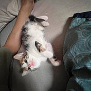 Bella participe au concours pour gagner de l'argent avec cette photo : kitten, cat, pet, animal, feline, couch, foot, human, blanket, indoor, cute, small, fur, resting, relaxed, paw, pink_nose, cozy, sleepy, domestic