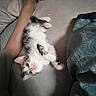 kitten, cat, pet, animal, feline, couch, foot, human, blanket, indoor, cute, small, fur, resting, relaxed, paw, pink_nose, cozy, sleepy, domestic
