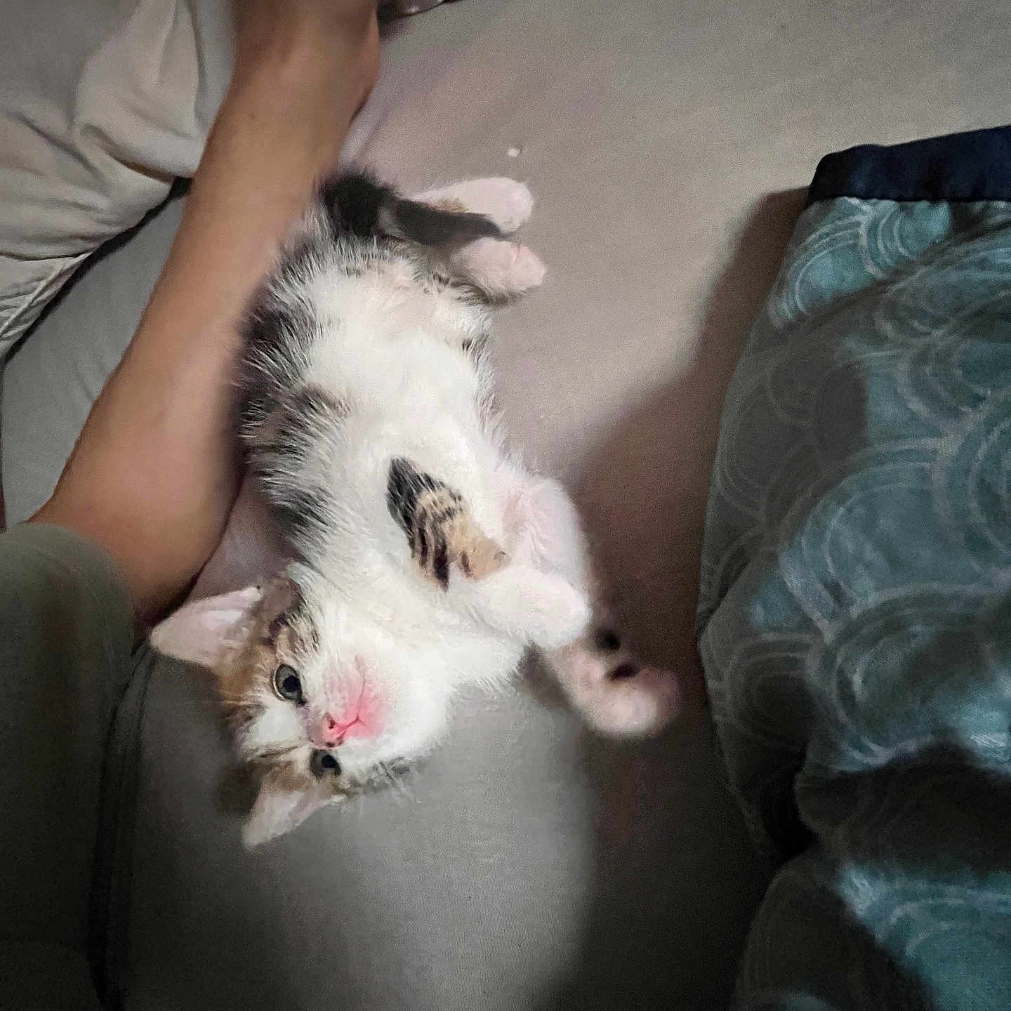 Bella