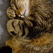 Minou participe au concours pour gagner de l'argent avec cette photo : animal, blanket, cat, closeup, cozy, curled_up, cute, domestic_cat, feline, fur, indoor, mammal, paw, pet, resting, sleeping, soft, striped, tabby, whiskers