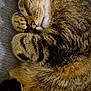 animal, blanket, cat, closeup, cozy, curled_up, cute, domestic_cat, feline, fur, indoor, mammal, paw, pet, resting, sleeping, soft, striped, tabby, whiskers