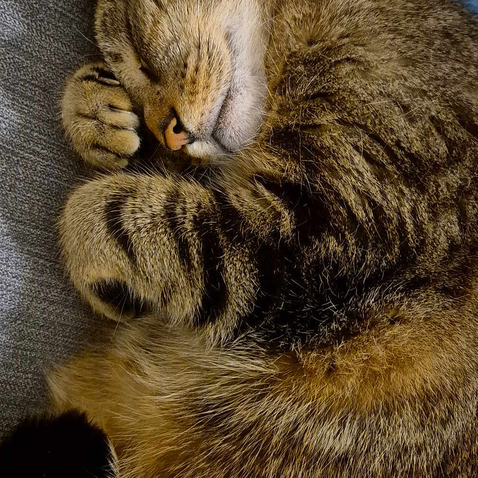 Minou participe au concours pour gagner de l'argent avec cette photo : animal, blanket, cat, closeup, cozy, curled_up, cute, domestic_cat, feline, fur, indoor, mammal, paw, pet, resting, sleeping, soft, striped, tabby, whiskers