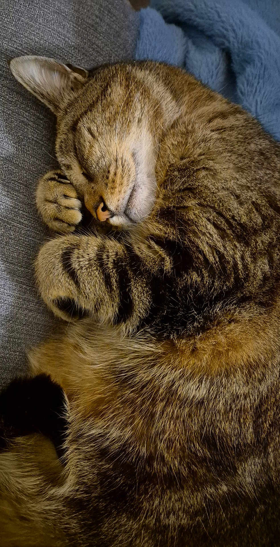 Minou