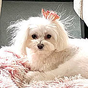 Suki is registered to the contest to win money with this photo: dog, white_dog, small_dog, fluffy, bow, pink_bow, blanket, pink_blanket, pet, cute, indoor, cozy, fur, animal, resting, looking_at_camera, companion, adorable, domestic_animal, portrait
