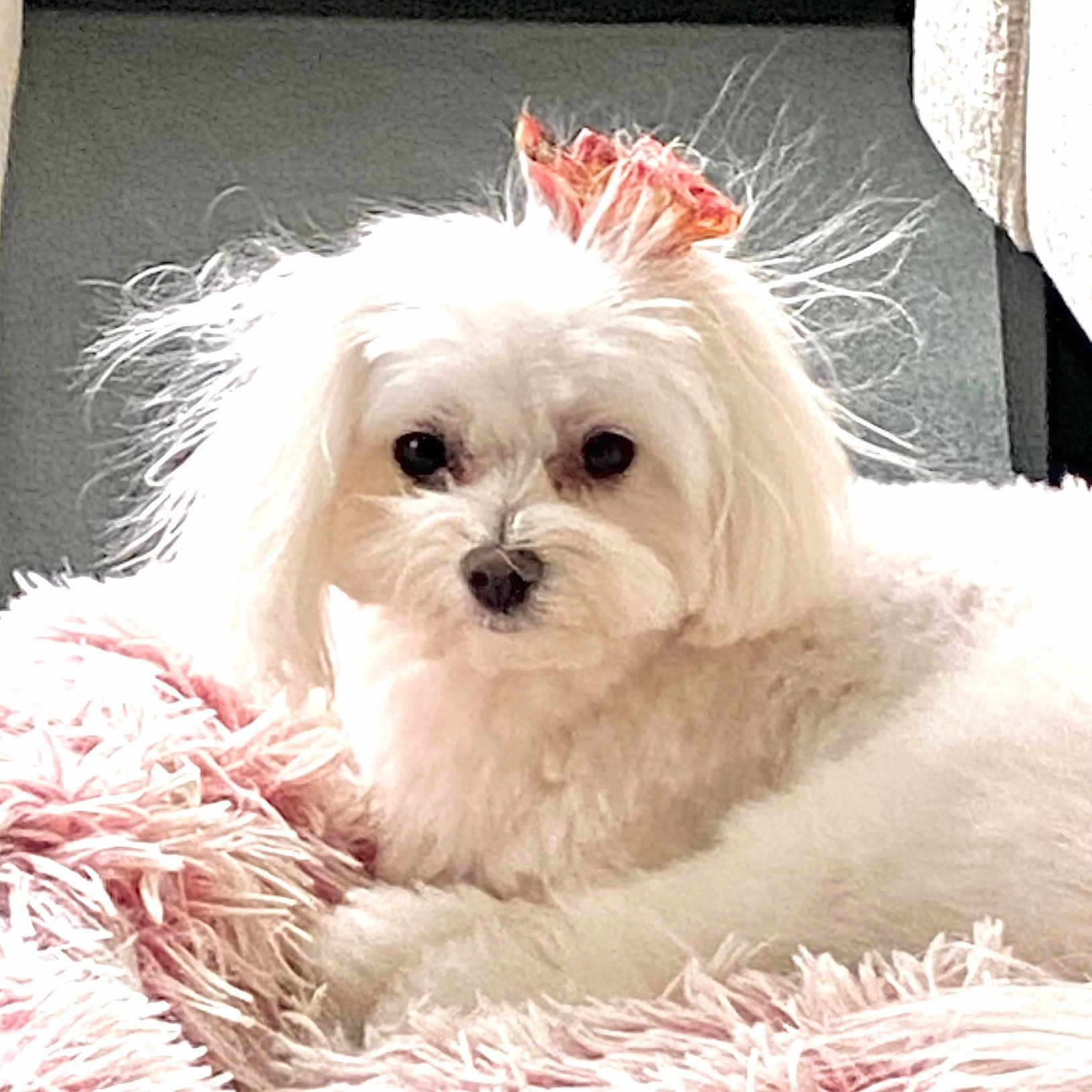 Suki is registered to the contest to win money with this photo: dog, white_dog, small_dog, fluffy, bow, pink_bow, blanket, pink_blanket, pet, cute, indoor, cozy, fur, animal, resting, looking_at_camera, companion, adorable, domestic_animal, portrait