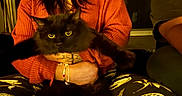 Bon Bon joined the competition — help win amazing prizes! animal, black_cat, bracelet, cat, cozy, cute, dim_lighting, furry, home, indoor, lap, orange_sweater, patterned_pants, paws, person, pet, sitting, stretching, sweater, tattoo