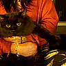 animal, black_cat, bracelet, cat, cozy, cute, dim_lighting, furry, home, indoor, lap, orange_sweater, patterned_pants, paws, person, pet, sitting, stretching, sweater, tattoo