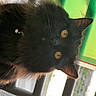 Bon Bon is registered to the contest to win money with this photo: amber_eyes, animal, black_cat, cat, close_up, collar, curious, cute, domestic_cat, ears, face, feline, fluffy, fur, indoor, looking, pet, portrait, soft_light, whiskers