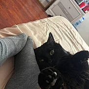 Bon Bon joined the competition — help win amazing prizes! bed, black_cat, cat, closeup, comfort, cozy, curious, domestic_animal, dresser, feet, fur, furniture, gray_socks, home, indoor, paw, pet, relaxing, resting, wooden_floor