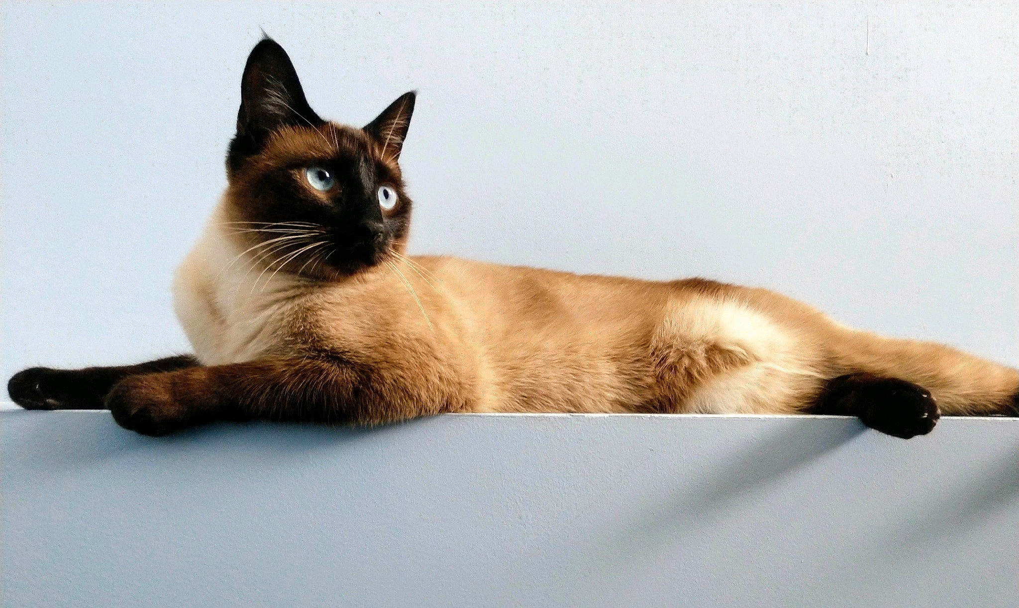 Mr. Meowgi is registered to the contest to win money with this photo: carnivore, cat, comfort, eye, fawn, felidae, fixture, foot, fur, iris, paw, siamese, small_to_medium_sized_cats, snout, tail, terrestrial_animal, whiskers, wildlife