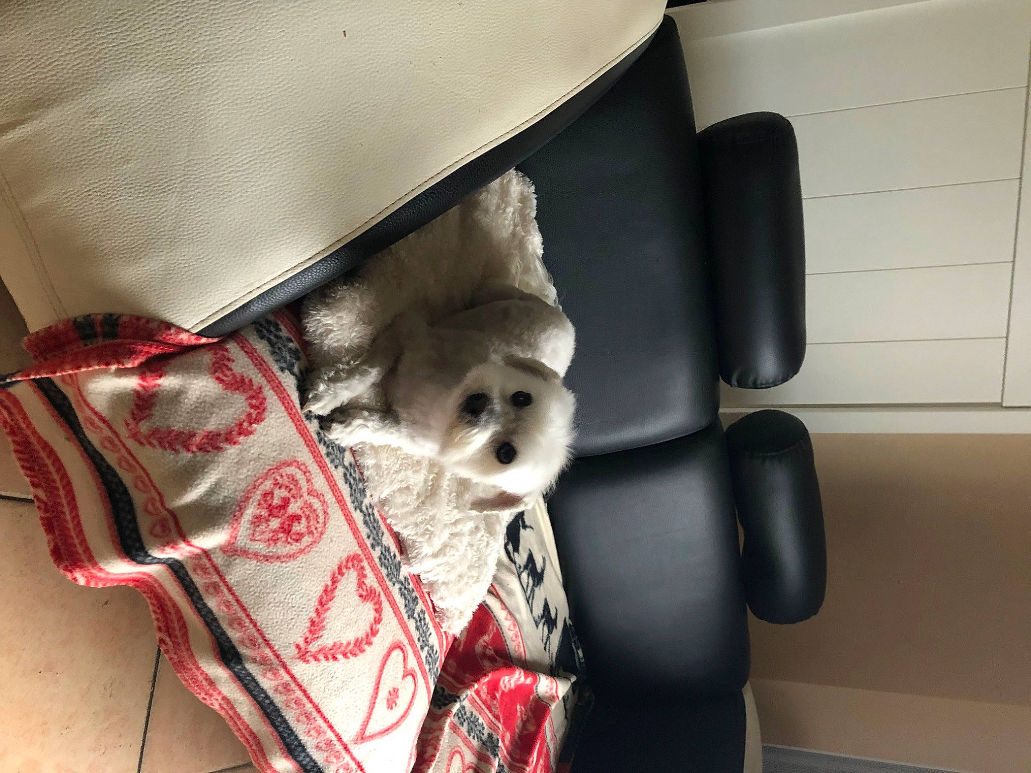 Guess participe au concours pour gagner de l'argent avec cette photo : auto_part, automotive_design, baby_products, bag, baggage, canidae, car_seat, car_seat_cover, carnivore, chair, comfort, companion_dog, dog_supply, fashion_accessory, fur, linens, room, stuffed_toy, suitcase, toy