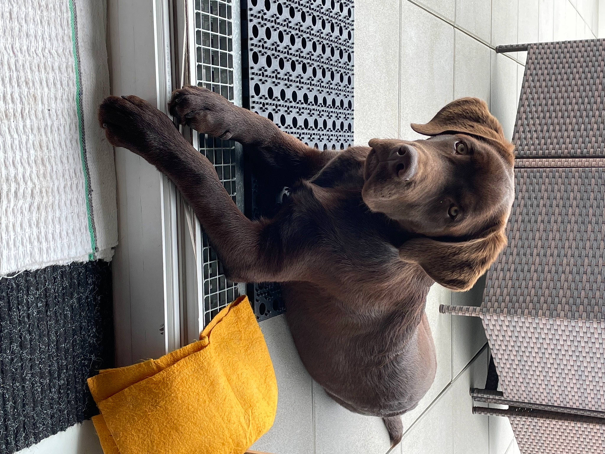 Shaïne participe au concours pour gagner de l'argent avec cette photo : art, building, carnivore, companion_dog, dog, dog_breed, fawn, great_dane, guard_dog, liver, metal, pack_animal, sculpture, snout, statue, tail, terrestrial_animal, window, working_animal, wrinkle