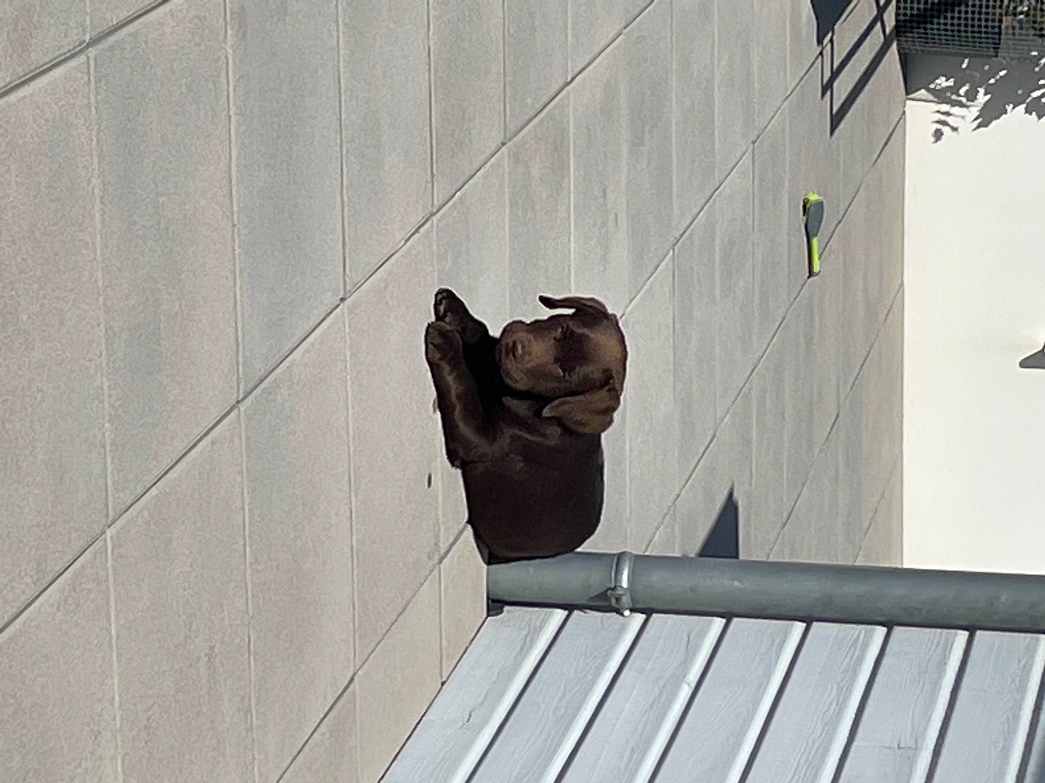Shaïne participe au concours pour gagner de l'argent avec cette photo : art, building, carmine, city, concrete, daylighting, facade, flooring, grey, human_leg, metal, monochrome, sculpture, shadow, sitting, snout, symmetry, wood