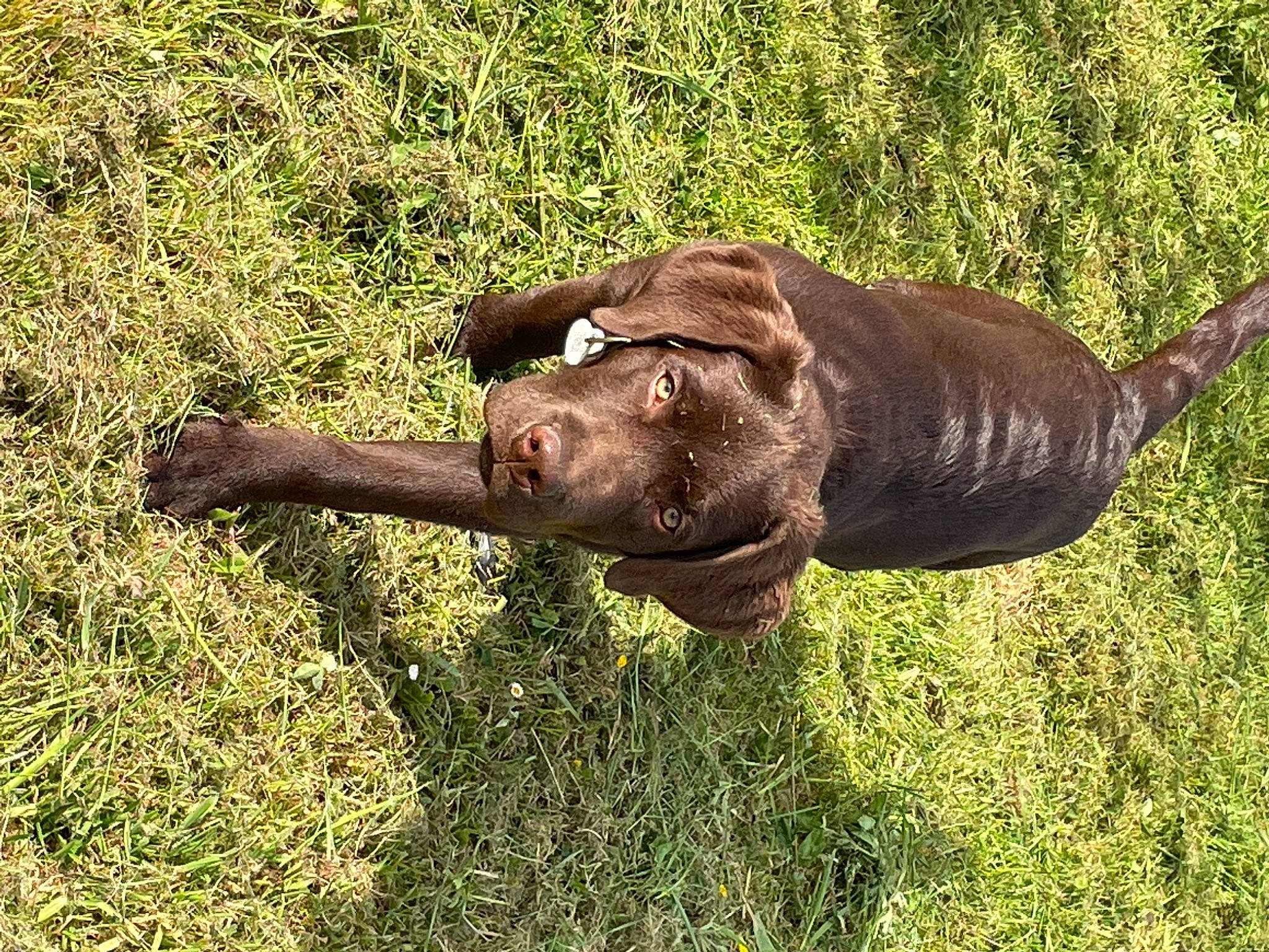 Shaïne a rejoint le concours — aidez-le/la à gagner de superbes lots ! african_elephant, elephant, elephants_and_mammoths, fawn, grass, grassland, grazing, horn, ivory, liver, mammal, natural_material, plant, sporting_group, tail, terrestrial_animal, tusk, vertebrate, wildlife, working_animal