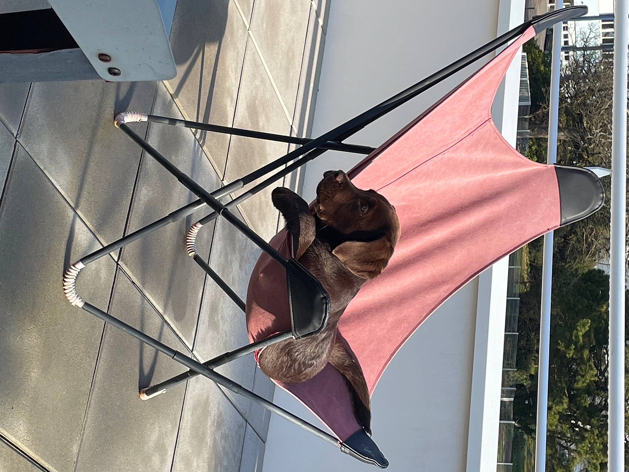 Shaïne a rejoint le concours — aidez-le/la à gagner de superbes lots ! art, bat, event, fashion_accessory, flag, line, mast, metal, naval_architecture, pole, rope, shade, symmetry, tree, triangle, twig, watercraft, wind, wing