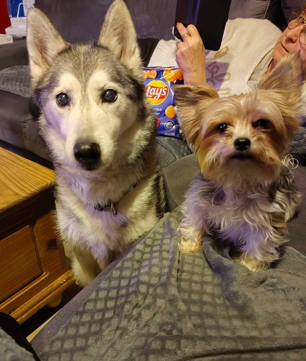 Lilou a rejoint le concours — aidez-le/la à gagner de superbes lots ! canidae, carnivore, companion_dog, dog, dog_breed, dog_clothes, dog_supply, fashion_accessory, fawn, fur, leash, puppy, selfie, sled_dog, small_terrier, snout, sporting_group, terrier, toy_dog, working_animal