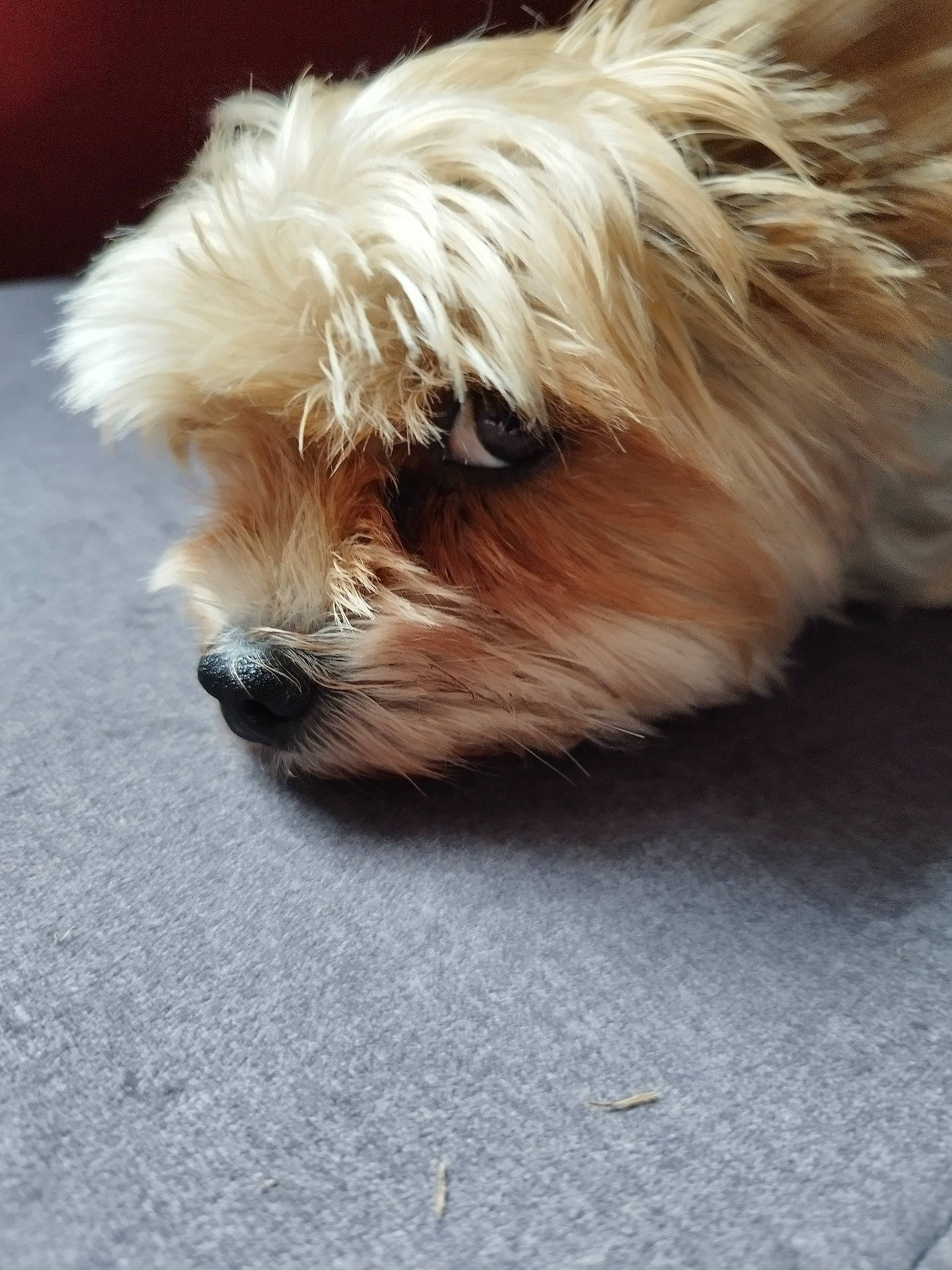 Lilou participe au concours pour gagner de l'argent avec cette photo : biewer_terrier, canidae, carnivore, companion_dog, dog, dog_breed, dog_supply, fur, liver, maltepoo, non_sporting_group, shih_poo, small_terrier, snout, sporting_group, tail, terrier, toy_dog, working_animal