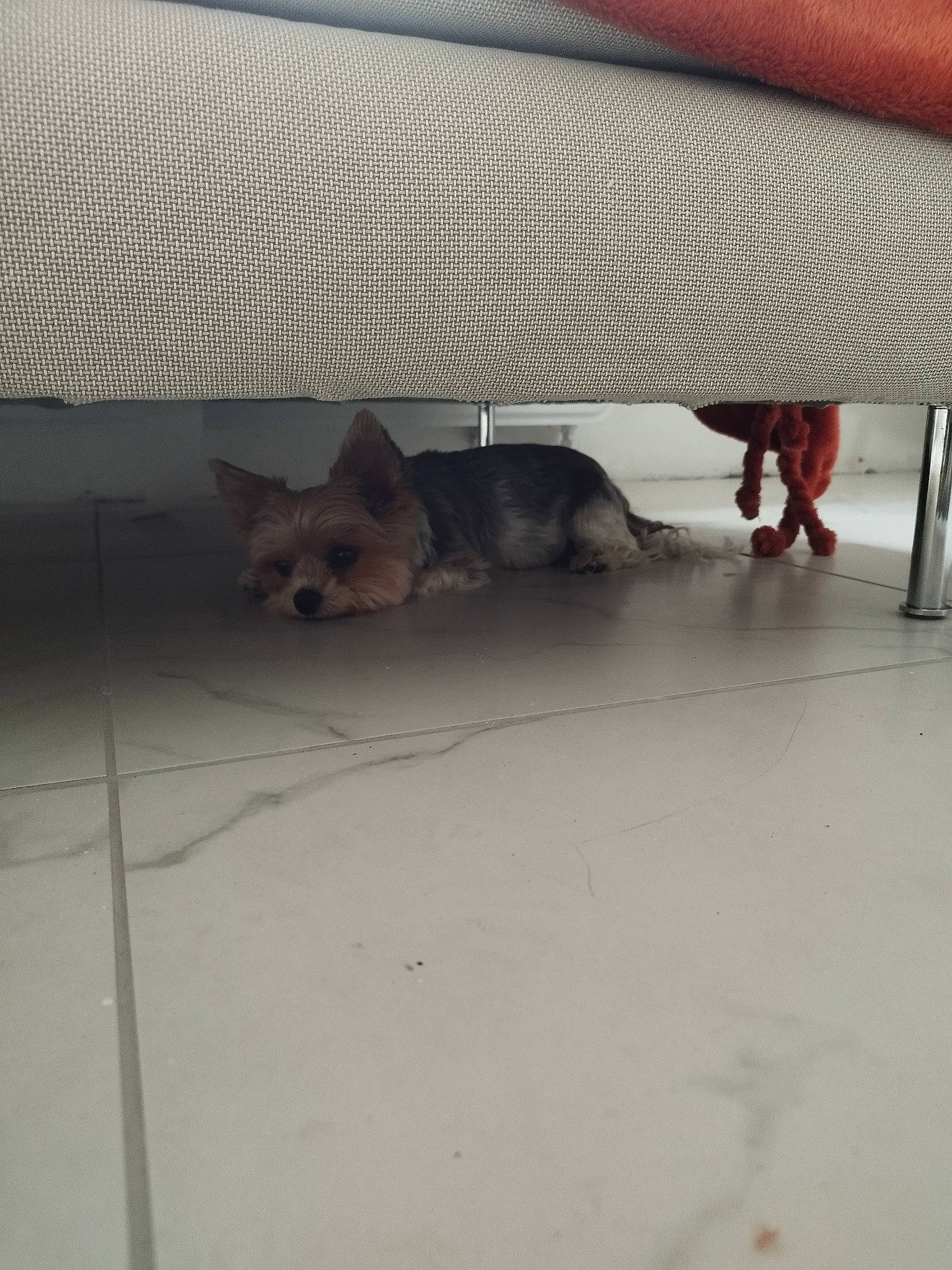 Lilou participe au concours pour gagner de l'argent avec cette photo : asphalt, automotive_exterior, carnivore, comfort, companion_dog, dog, dog_breed, fawn, felidae, floor, flooring, hardwood, hood, human_leg, road_surface, small_to_medium_sized_cats, tail, tints_and_shades, whiskers, wood