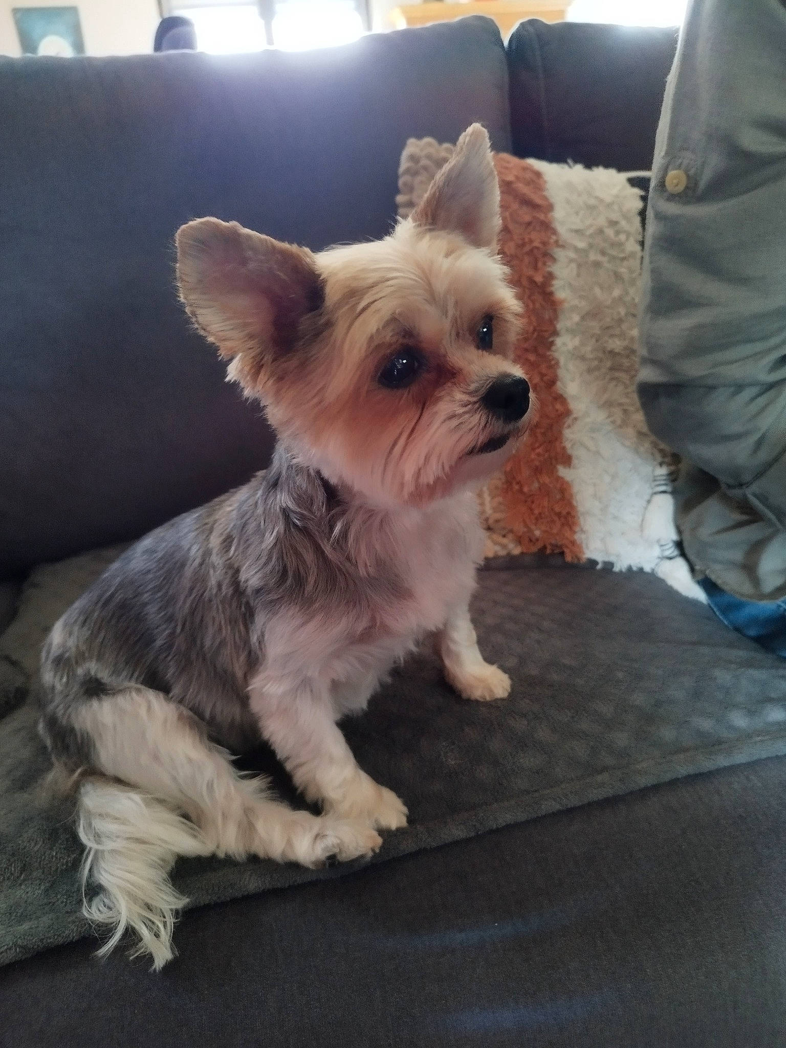 Lilou participe au concours pour gagner de l'argent avec cette photo : biewer_terrier, canidae, carnivore, comfort, companion_dog, dog, dog_breed, dog_supply, ear, fawn, fur, non_sporting_group, small_terrier, snout, sporting_group, terrestrial_animal, terrier, toy_dog, whiskers, working_animal