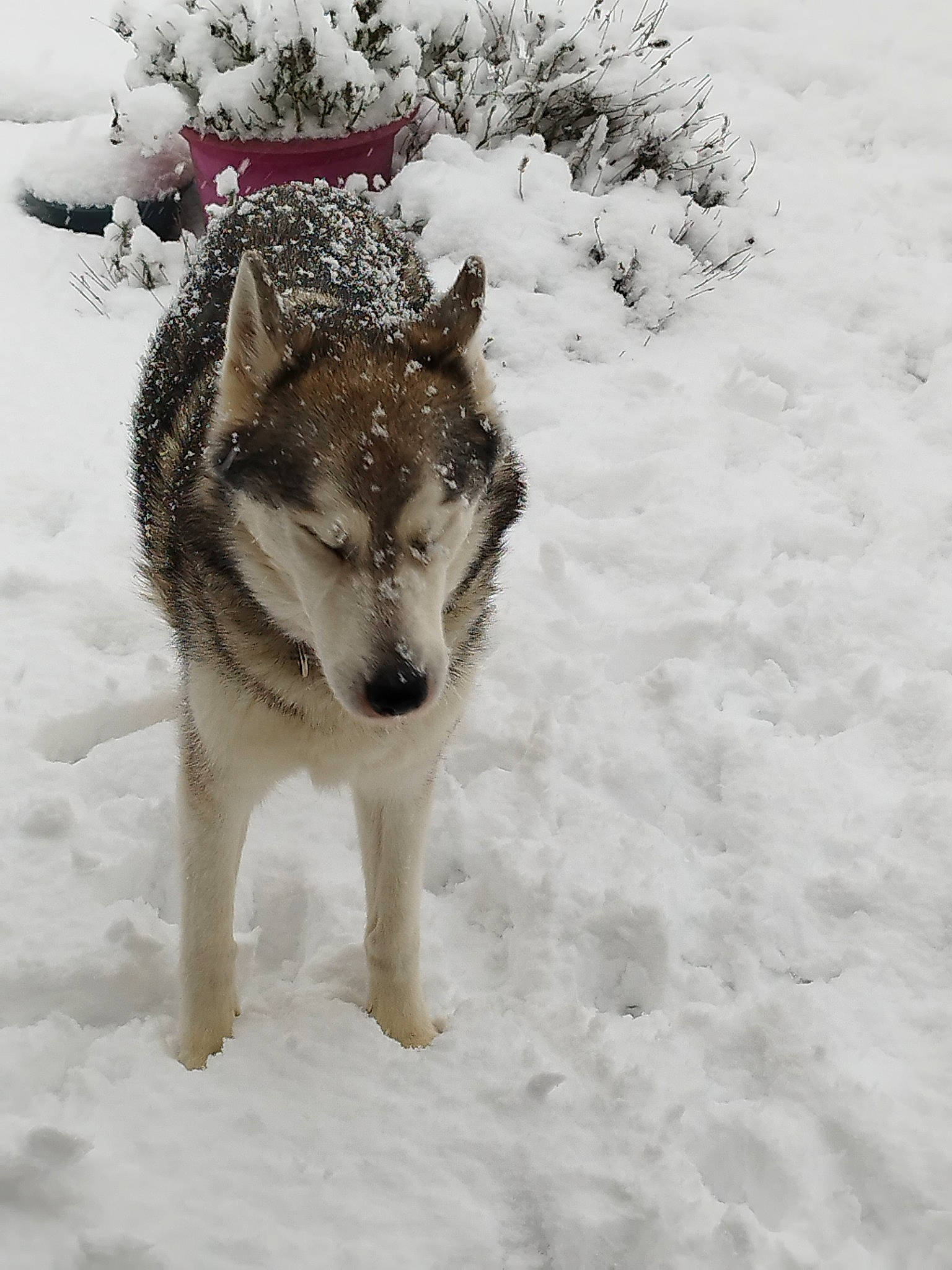 Nala participe au concours pour gagner de l'argent avec cette photo : arctic, canidae, canis, canis_lupus_tundrarum, carnivore, dog, dog_breed, freezing, fur, plant, sled_dog, snout, snow, sporting_group, terrestrial_animal, tree, wildlife, winter, wolf, working_dog