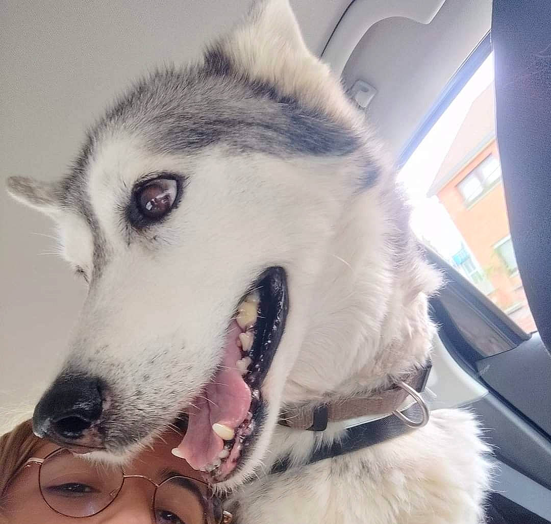 Nala participe au concours pour gagner de l'argent avec cette photo : beauty, canidae, carnivore, collar, companion_dog, dog, dog_breed, dog_collar, fang, fur, fur_clothing, giant_dog_breed, happy, jaw, sled_dog, snout, sporting_group, whiskers, wolf, working_animal