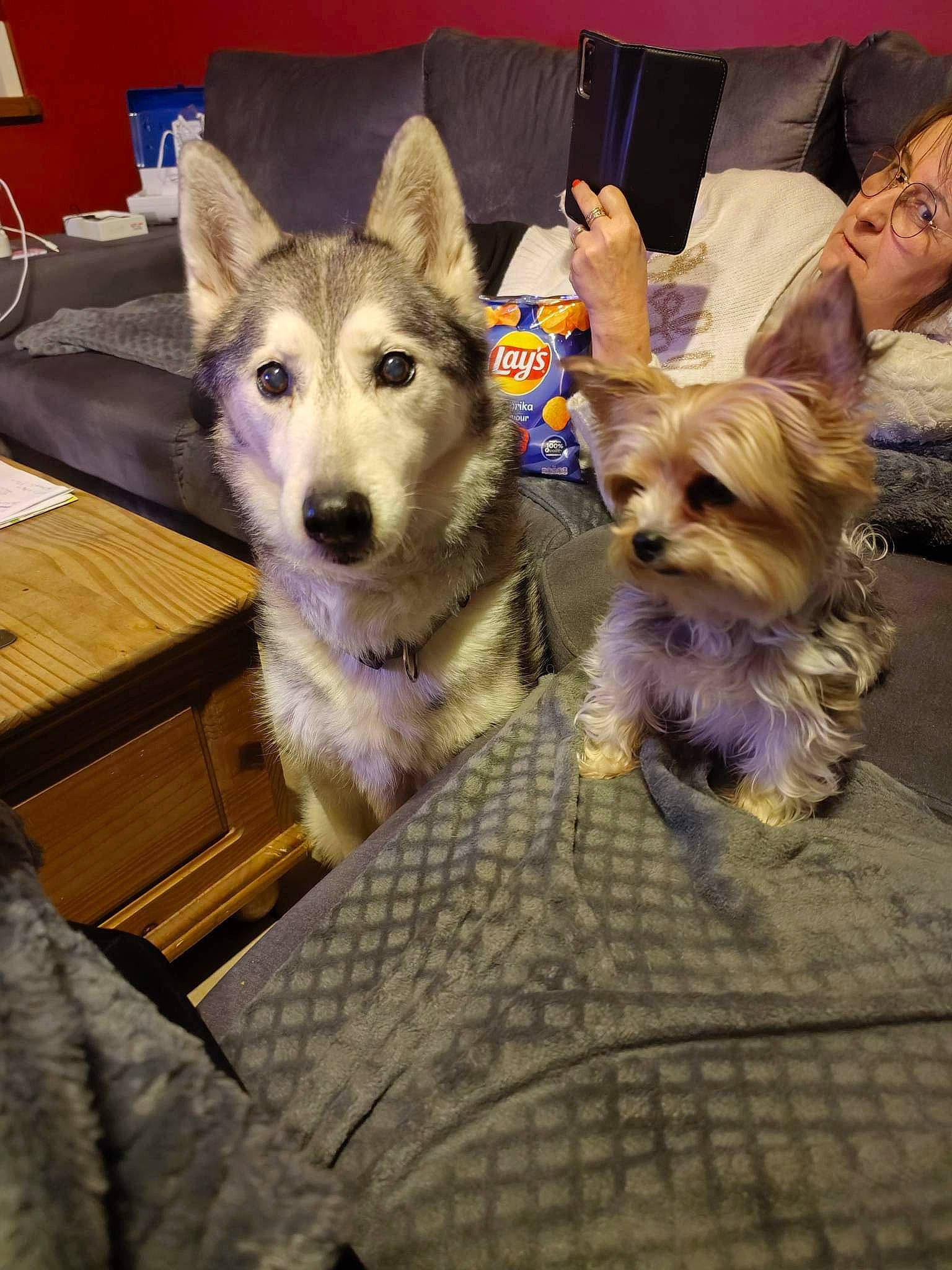 Nala participe au concours pour gagner de l'argent avec cette photo : canidae, carnivore, companion_dog, dog, dog_breed, dog_clothes, dog_supply, fashion_accessory, fawn, fur, herding_dog, leash, party_hat, small_terrier, snout, sporting_group, table, terrier, toy_dog, working_animal