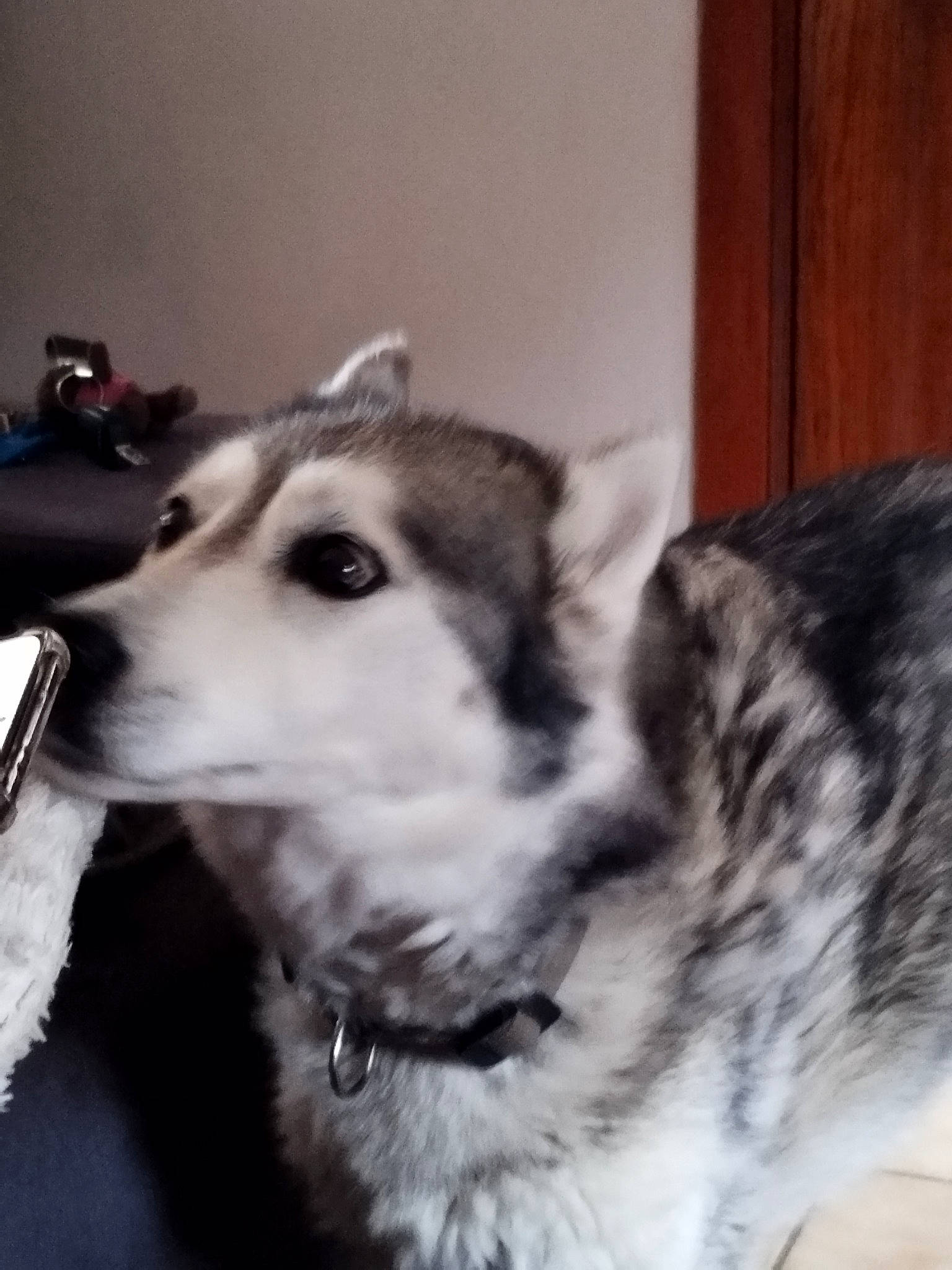 Nala a rejoint le concours — aidez-le/la à gagner de superbes lots ! ancient_dog_breeds, canidae, carnivore, companion_dog, dog, dog_breed, flooring, fur, head, monochrome, monochrome_photography, sled_dog, snout, sporting_group, terrestrial_animal, whiskers, working_animal, working_dog