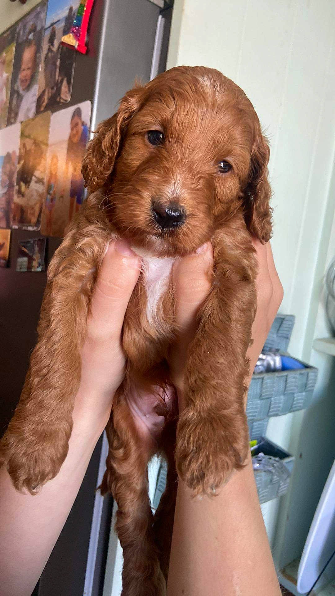 Albie joined the competition — help win amazing prizes! brown_hair, canidae, carnivore, companion_dog, dog, dog_breed, dog_collar, fawn, feathered_hair, flesh, fur, gun_dog, liver, snout, spaniel, sporting_group, whiskers, working_animal