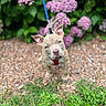 animal, canine, close_up, curious, cute, dog, flowers, garden, grass, greenery, harness, leash, nature, outdoor, pet, pink_flowers, portrait, puppy, walking, young_dog