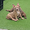 animal, artificial_grass, backyard, canine, curious, dog, ears_up, fence, grass, green, lying_down, outdoor, pet, playful, puppy, relaxing, sitting, tile, wooden_panel, young_dog