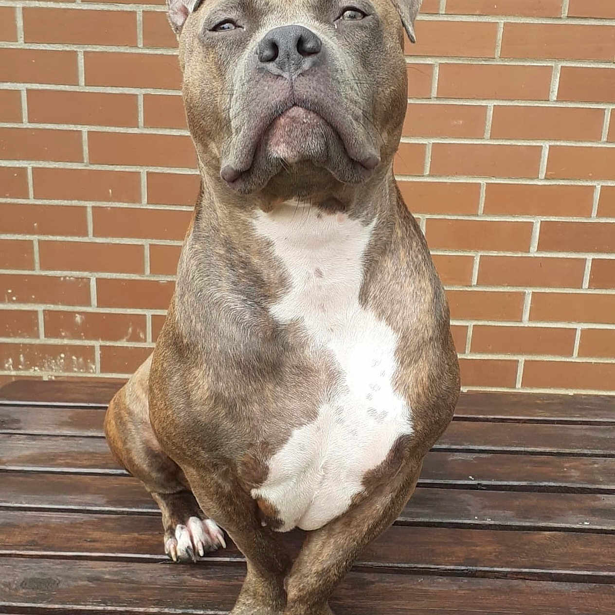 Reika participe au concours pour gagner de l'argent avec cette photo : dog, pitbull, brown, white_chest, sitting, wooden_bench, brick_wall, outdoor, pet, animal, canine, fur, paw, portrait, looking_up, close_up, expression, mammal, companion, domestic_animal