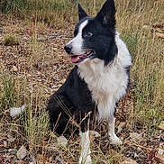Soquette participe au concours pour gagner de l'argent avec cette photo : alert, animal, black_and_white, border_collie, canine, daytime, dog, fur, grass, landscape, nature, outdoor, pet, rocks, ruins, rural, sitting, tongue_out, trees, wildlife