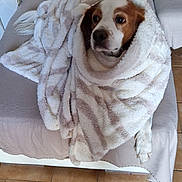 Mojito a rejoint le concours — aidez-le/la à gagner de superbes lots ! animal, blanket, brown_and_white, comfort, couch, cozy, curious, dog, face, fur, fur_pattern, home, indoor, paw, pet, relaxing, snug, soft, tile_floor, wrapped