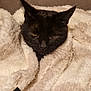 animal, black_cat, blanket, cat, comfort, cozy, cute, domestic_animal, fur, furry, indoor, nap, pet, relaxed, resting, sleepy, soft, warm, whiskers, wrapped