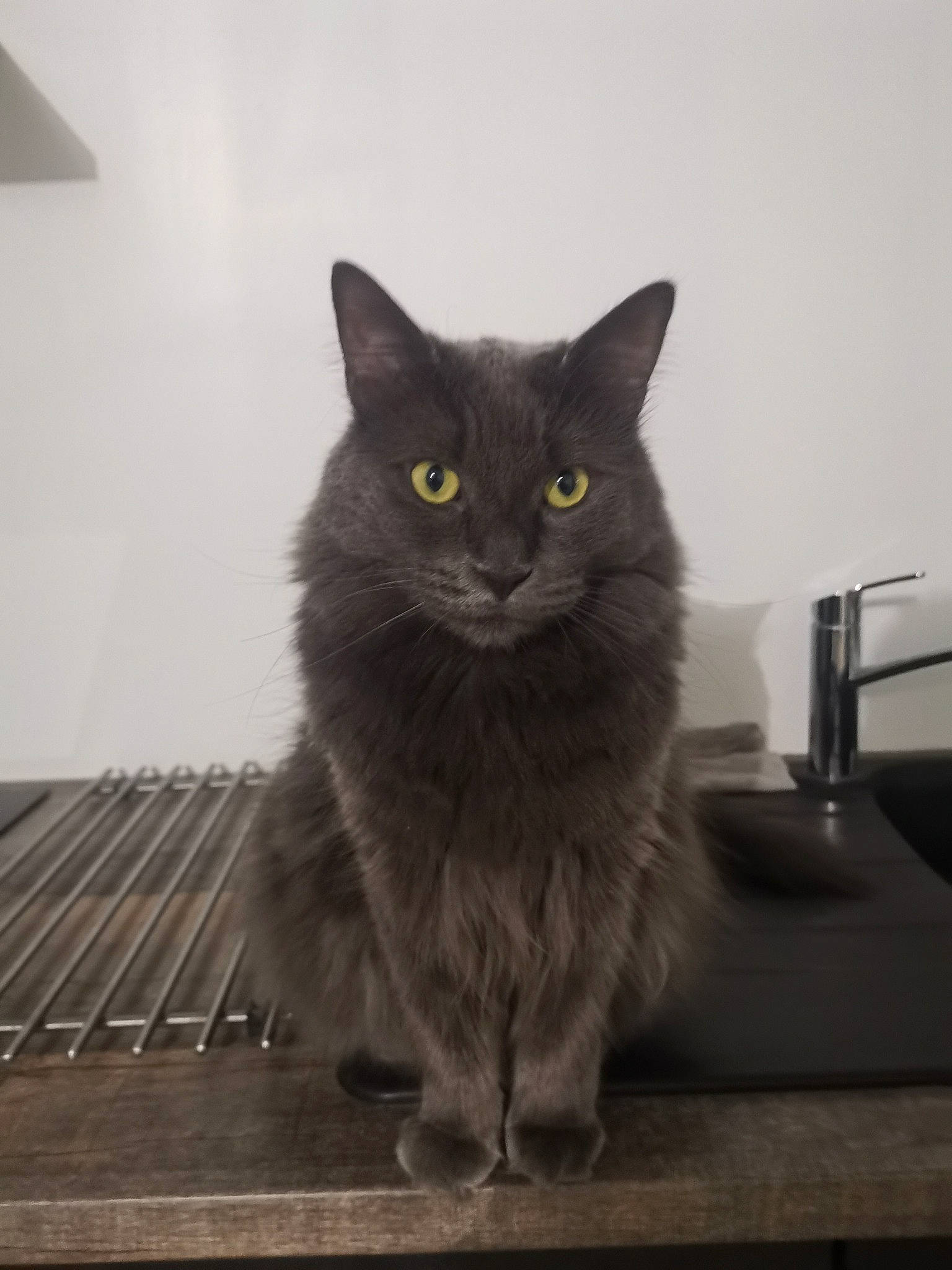 Orion a rejoint le concours — aidez-le/la à gagner de superbes lots ! black_cat, carnivore, cat, claw, domestic_short_haired_cat, felidae, flooring, fur, grey, hardwood, monochrome, monochrome_photography, paw, sitting, small_to_medium_sized_cats, snout, tail, whiskers, window, wood