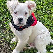 Asher is registered to the contest to win money with this photo: dog, puppy, white_dog, bandana, red_bandana, grass, outdoors, pet, cute, portrait, sitting, floppy_ears, black_nose, fur, paws, lawn, green, closeup, animal, young