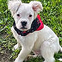 dog, puppy, white_dog, bandana, red_bandana, grass, outdoors, pet, cute, portrait, sitting, floppy_ears, black_nose, fur, paws, lawn, green, closeup, animal, young