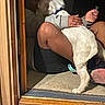 carpet, casual_clothing, collar, dog, doorway, hands, home_interior, legs, paw, person, petting, rug, shadow, sitting, slipper, small_dog, sock, stair_threshold, white_dog, wooden_frame