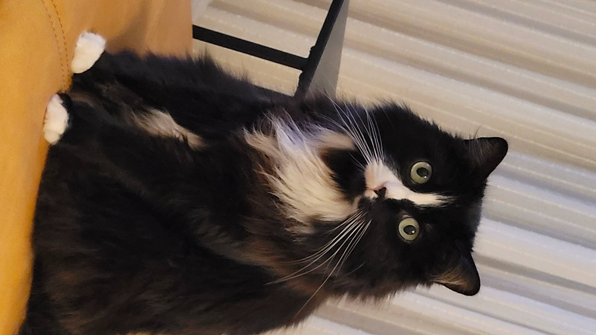 Carlitta participe au concours pour gagner de l'argent avec cette photo : black_cat, carnivore, cat, claw, domestic_short_haired_cat, felidae, fur, monochrome_photography, paw, small_to_medium_sized_cats, snout, tail, terrestrial_animal, whiskers, window