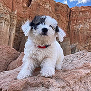 Booger joined the competition — help win amazing prizes! puppy, dog, white, black_patch, fur, collar, rock, desert, cliff, sky, clouds, outdoor, animal, cute, fluffy, nature, pet, young, landscape, adventure