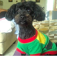 Zoey joined the competition — help win amazing prizes! animal, attentive, black_dog, colorful_clothing, companion, couch, cozy, cute, dog, domestic, ears, furry, household, indoor, living_room, pet, portrait, seated, small_dog, sweater