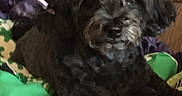 Zoey joined the competition — help win amazing prizes! animal, black_dog, blanket, bow, closeup, comfort, companion, couch, cozy, cute, dog, domestic, fur, furniture, home, indoor, pet, portrait, relaxing, resting